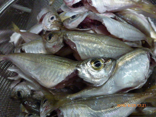 福井 小浜港へ 入れ食いの豆アジ釣り 小浜 若狭 福井県 の旅行記 ブログ By Ma Yuさん フォートラベル