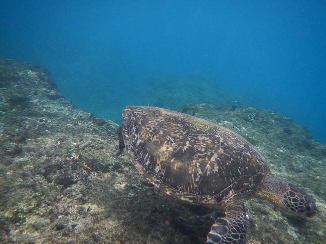 友達と一緒に台湾の海を潜ってみました！<br /><br />小琉球への行き方やレンタルの方法などガイド本にも載ってないし、日本人観光客は珍しいようでした。