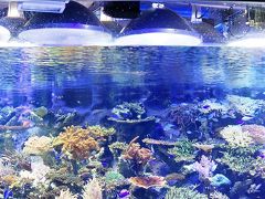 名古屋港水族館1/6　シャチ・イルカが北館大水槽に　☆サンゴ礁～南極海も