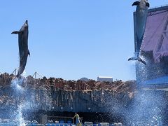 名古屋港水族館4/6　イルカ　パフォーマンス＊絶妙瞬間　☆メインプールを縦横に疾駆