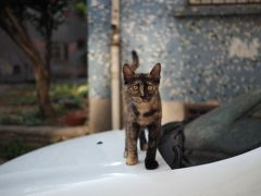 ねこ旅・トルコ旅行<イスタンブール>6日目・最終日