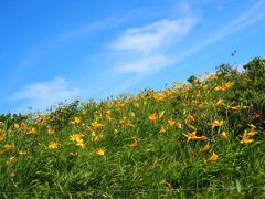 梅雨の晴れ間に黄色に染まった花畑～ニッコウキスゲの里　霧ヶ峰～車山肩・ビーナスの丘