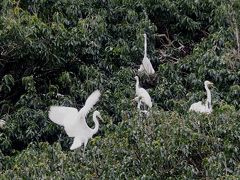 蓮の花ひらく奈良･西の京をてくてく①