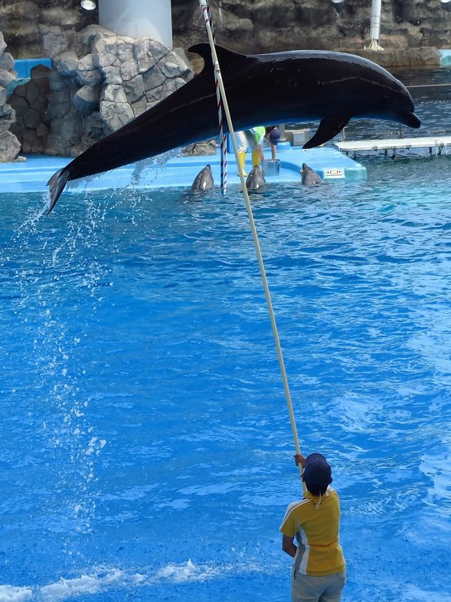 名古屋港水族館は、愛知県名古屋市港区の名古屋港ガーデンふ頭にある公立の水族館である。一部事務組合の名古屋港管理組合が設置し、指定管理者として公益財団法人名古屋みなと振興財団が管理・運営を行っている。<br />館内ではイルカをはじめ、シロイルカ（ベルーガ）、ペンギン、ウミガメなどが飼育・繁殖・研究されている。<br />1995年、屋内の人工産卵場で産まれたアカウミガメの人工孵化に成功。<br />ペンギンの保護･研究･繁殖　シロイルカ（ベルーガ）の研究・繁殖<br />2003年10月よりシャチの飼育が開始された。飼育は「クー」に始まり、「ナミ」、「ステラ」、「ビンゴ」、「ラン」と続き、2012年11月13日には「ステラ」の仔が産まれた。<br /><br />名古屋港水族館北館北館竣工 - 2001年<br />構造 - SRC造、RC造、S造　規模 - 地上4階<br />建築面積 - 10,420.18 m2　　延床面積 - 21,707.15 m2<br />総水量 - 約24,600 t（野外水槽を含む）<br /><br />1992年- 名古屋港水族館（南館）が竣工　1992年10月 - 開館<br />2001年- 世界最大級の野外水槽を持つ北館が竣工　2001年11月 - 北館開館<br />（フリー百科事典『ウィキペディア（Wikipedia）』より引用）<br /><br />名古屋港水族館　については・・<br />http://www.nagoyaaqua.jp/index.html<br /><br />イルカショーは特に水族館において人気が高く、イルカショーを目玉とするところもある。一般には観客席に囲まれたプールでトレーナーが手で合図を出し、イルカが様々な得意技を披露する。現在ではイルカショーという呼び名を用いずにイルカパフォーマンスなどの呼び名を使う施設も多く、その多彩なアクション（演技）をもってイルカの高い知能や運動能力を説明する、科学的な啓蒙を伴う場合もある。<br /><br />イルカショーにおける代表的な得意技にジャンプがあり、水中で速度をつけて水面から飛び上がり、ハイジャンプ、ハードルジャンプ、バックスピン、スピンジャンプ、テールキック、ランディングなどを披露する。また飛び上がって空中にぶら下げたボールを嘴でつついたり、尾で叩いたりといったレパートリーもある。<br /><br />トレーナーを背に乗せて水中を泳いでみせるのもよく見かけるパフォーマンスである。2頭のイルカに片足ずつ乗せる場合もある。水中からプールサイドに乗り上がってみせることもある。その他、小技としては口で旗をくわえて振るとか、胸びれや尾ひれを水面から出して振ってみせる、等もあり、これらは最後の挨拶によく使われる。<br /><br />イルカは頭が良く、アクションもそれに大きく支えられており、前述のようにショーの中でイルカの知能を解説する場合もある。また、好奇心が旺盛で、訓練（トレーニング）の際にも餌と笛で馴致（じゅんち）し、基本的にイルカ自身が楽しんでパフォーマンスを行なう様にしている。<br />（フリー百科事典『ウィキペディア（Wikipedia）』より引用）<br />