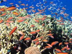 イリオモテ2016　サンゴの海に漂い、サカナたちの群舞を鑑賞する