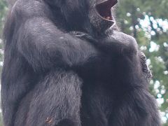 東山動物園１/8  チンパンジー・アジアゾウ・コアラなど 　☆ラーテルはここだけ珍獣