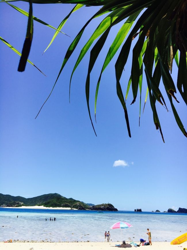 初めての夏の座間味ダイビングでテンションあげあげ!!<br />ケラマブルーに感動してしまった。ショップは座間味島のヤドカリさん、ホントは宿もヤドカリさんにしたかったのに残念ながら満室!<br />隣の民宿ロビンソンは今までもお世話になりましたが、また美味しいご飯をいただきにお世話になりまーす。