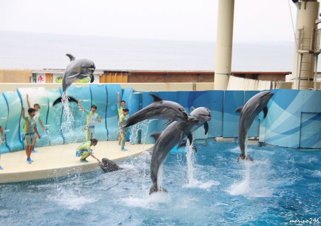 何年ぶりでしょうか？新江ノ島水族館へ行ってきました。<br /><br />今年の夏は猛暑の予報、暑い日でも遊べるところはないかと、水族館へ行くことを考えていました。<br /><br />この日は、暑くなかったのですが、水族館へ写真撮影に行ってみることにしました。<br /><br />水族館での写真撮影はなかなか苦戦しました。<br />水槽の中は、見た目ほど明るくないので、シャッタースピードが遅くなり、<br />泳ぎまわる魚にピントを合わすのが難しいですね。