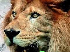 東山動物園3/8  ライオン・スマトラトラ　眼前に　☆ジャガー・ユキヒョウも