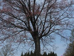 北東北地方の桜とカタクリと水芭蕉を求めて（西和賀安ヶ沢・花巻）