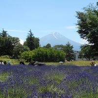 初夏の河口湖らへん旅行