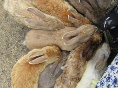 広島、世界遺産から野生動物とのふれあいと盛りだくさんの一人旅　DAY２　～大久野島Ⅰ～