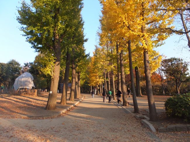 世田谷の紅葉巡り<br /><br />・羽根木公園の紅葉 2013/11/24<br />羽根木公園は、東京都世田谷区、最寄り駅は小田急線梅ヶ丘駅から徒歩5分の所にあり、梅林、銀杏並木、桜並木も綺麗です。<br /><br />・中華満来のラーメン 2013/12/01<br />・ユリの木公園 2013/12/02<br />・北沢川緑道の紅葉 2013/12/02<br />・美登利鮨テイクアウト 2013/12/03<br />・北沢川緑道の紅葉 2013/12/05<br />・大庄水産 海鮮 下北沢 2013/12/05<br />・赤堤山善性寺の紅葉 2013/12/08