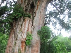 立山黒部アルペンルートを行く (その2 美女平)