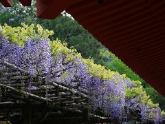 うるわしの奈良　ひとり旅　（3）朱と藤の競演　春日大社