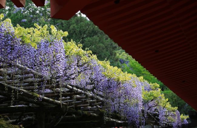 うるわしの奈良　ひとり旅　（3）朱と藤の競演　春日大社