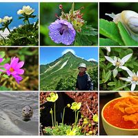 72歳・母☆利尻富士に登っちゃぉ♪霧けぶる礼文の花畑をトレッキング【LＣＣでお得に行く北海道 歩く礼文・登る利尻-1】雨も亦よき哉     