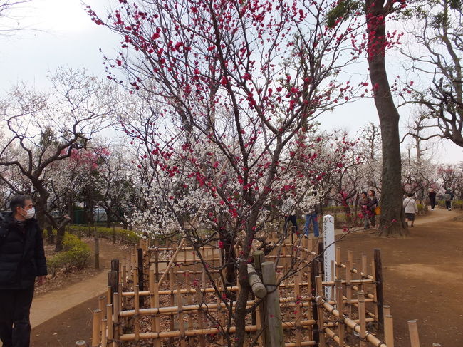 羽根木公園の梅林 2013/03/07<br /><br />羽根木公園で梅を観賞。休日ではなかったのですが、結構な人が梅を思い思いに観賞していました。昨年よりは綺麗でしたが、往年の時よりまでにはまだまだのように思いました。<br />アクセス:〒158-0033 東京都世田谷区代田4丁目38−52 小田急線梅が丘駅よりすぐ。