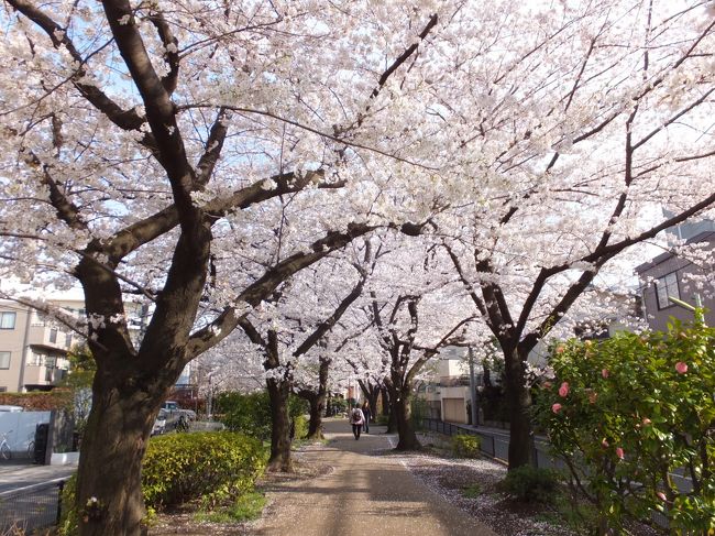 世田谷の桜 2013/03/28<br /><br />・烏山緑道 山下公園 石仏公園 世田谷の桜 2013/03/28<br /><br />姉と愛犬Komugiと経堂まで散策。<br />途中で見た烏山緑道 山下公園 石仏公園の桜は見事でした。<br /><br />・世田谷文学館 2013/02/01