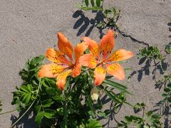 北海道・道東　花へんろ・・・（6）「天に続く道」で以久科・小清水原生花園へ