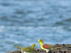 野鳥撮影記録（2016年７月⑤）湘南