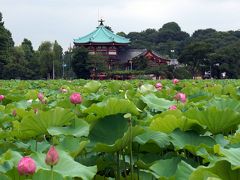 上野にも蓮の花が咲きました