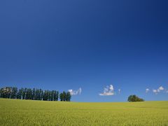 北海道美瑛から四川省四姑娘山へ、花を探しに（第２日目 美瑛）