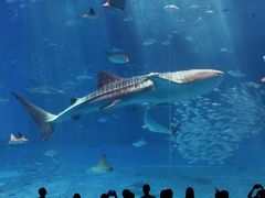 沖縄旅行：6日目 沖縄美ら海水族館と青の洞窟体験ダイビング