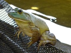 【週末海外2016】 3連休でシンガポール。カエルの養殖場でフライド・フロッグを食す。