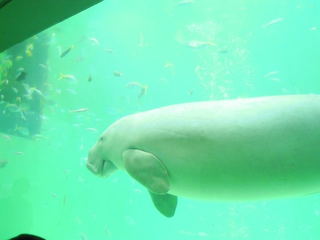 鳥羽水族館、志摩を観光