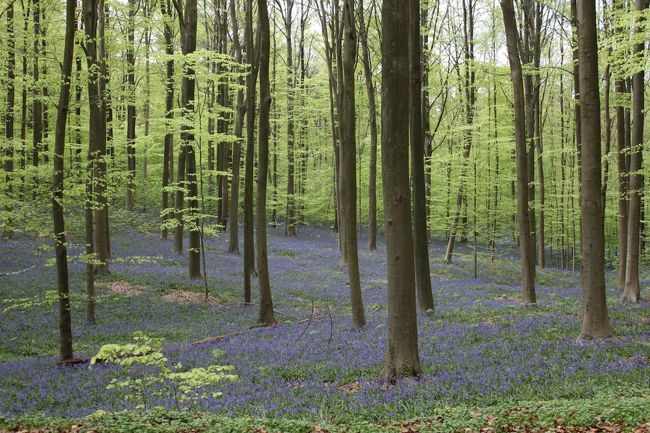 春になるとブリュッセルの南にあるハルの森にはブルーベルが咲いて、日本でいう桜のシーズンのようにもう見に行ったか聞きあいます。<br /><br />その年の気温によって変わりますがだいたい四月の中旬ぐらいが見ごろです。今年はかなり遅く咲いたせいか、満開時にはいつもの混雑が嘘のように人出が少なかったです。<br /><br />四月の半ばと五月の頭に二回出かけましたが、両方ともついでにブリュッセルのセントラルにも寄りました。