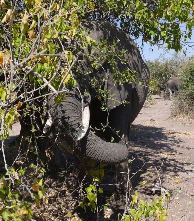 　南アフリカの「喜望峰」、ジンバブエの「ビクトリアフォールズ」、ボツワナの「チョベ公園のサファリ」観光とパック旅行を利用して駆け足で巡ってきました。アフリカ大陸は人類が誕生した大陸　はるか遠い祖先が見た太陽に　私の遺伝子も反応するかと　夢を持って行ってきました。<br />　実際は　一週間の短期間旅行で　色々とトラブル・アクシデントがありましたが、思い出に残る旅になりました。<br />　体力等の条件が許す限り　今後も　旅を続けたいと思う旅になりました。<br /><br />写真は　サファリで　巨大なアフリカ象と対面した時。<br /><br />