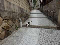 はじめての広島　1日目は尾道で猫まみれ♪・・のはずが・・・