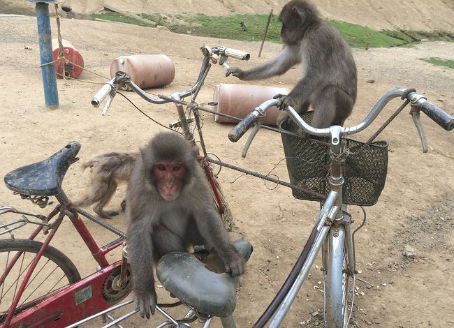 千葉の富津にある、「高宕山自然動物園」です。<br /><br />おサルの動物園で、約１３０頭います。<br /><br />入園料、大人３００円、小人１００円。<br /><br />餌付けができるため、野ザルが園内に現れます！<br /><br />