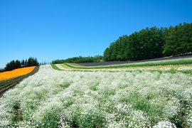 ２０１６年夏　北海道の旅　富良野・美瑛から旭岳で夏景色を楽しむ旅～前編～