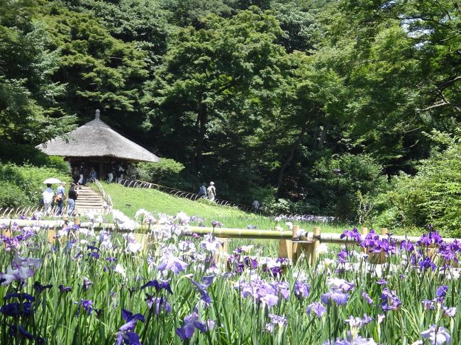 梅雨の中休み、まるで初夏を一気に飛び越えたギラギラ太陽のこの日、東京都心の原宿駅近くの明治神宮御苑内は大木がうっそうと茂り、さわやかな風が吹き抜けるオアシスのような場所となっていました。名高い庭園に咲く花菖蒲を愛でに行ってまいりました。