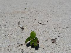 計画なしで石垣島　３日目の２