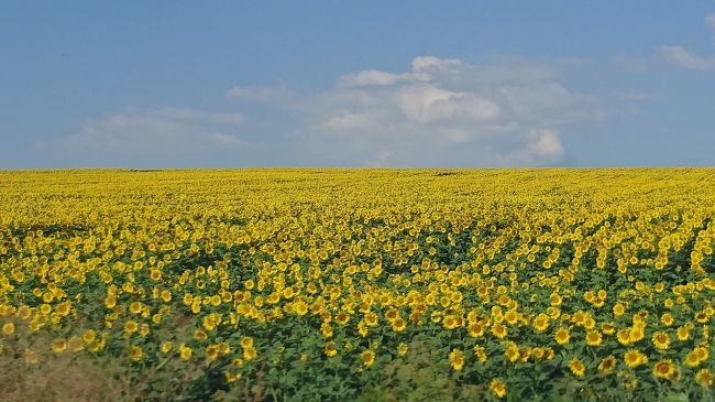 真夏のブルガリア・ルーマニア【その４】崖上の街ベリコ・タルノボからヒマワリ満開の国境へ