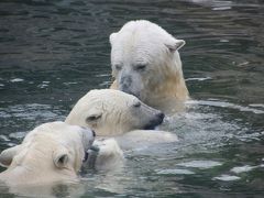 2016年ロシア黄金の環めぐりの旅【第13日目：モスクワ動物園】（２）ホッキョクグマ特集：初めて会うウランゲリとムルマ＆遊び盛りのシモーナ母さんと双子ちゃん、全員集合！