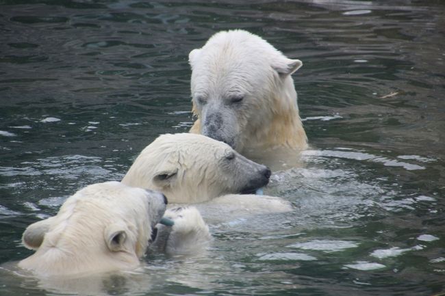 ―――――――――――<br />2016/07/13水 モスクワ動物園半日&出国<br />・モスクワ動物園(10:05-13:20)<br />・ドモジェドボ空港17:15発JAL422便で出国<br />【機内泊】<br />2016/07/14木<br />成田空港第2ターミナル着<br />―――――――――――<br /><br />モスクワ動物園では、去年2015年7月の初訪問時に2014年11月生まれのホッキョクグマの双子の子グマに会えました。<br />もうそろそろ他の動物園に移動しているだろうと思っていたら、意外にもまだシモーナ母さんと同居していました!<br /><br />はじめ去年は空だった、狭い方の展示場に2頭いたので、シモーナ母さんと双子のどちらかと思ってしまいました。<br />それにしても1才半の子ぐまって、もうあんなに大きくなるんだ、と驚いていたら、どうやらそちらは、去年会えなかったウランゲリくんとムルマさんのようでした、はじめまして!<br /><br />ウランゲリくんは双子のお父さんです。<br />シモーナ母さん妊娠後は、ムルマさんとペアリングしていたようです。<br /><br />双子はだいぶ大きくなっていて、水中にいるときは、シモーナ母さんと大きさでは区別がつきませんでした。<br />でも、陸上に上がった子は、まだ一回り小さめの子グマでした。<br /><br />双子が男女であることは、ほぼ間違いないようで、去年もそうでしたか、性格の違いが行動によく出ていました。<br />1人遊びが好きな子の方がきっと女の子で、ママとずっと一緒にいたのが男の子ではないかと思います。<br />人間であれ動物であれ、世の男子はたいていマザコンじゃないですか?<br /><br />シモーナ母さんも、動物園のホッキョクグマらしく、とっても遊び好きだったので、ますます子供たちと区別がつきにくく、親子3頭で楽しいバトルを展開してくれました。<br /><br />30分は張り付いていましたが、もうそれでも時間が足らないくらいでした!<br /><br /><2016年ロシア黄金の環めぐりの旅の簡易旅程一覧><br />2016/06/30木 職場から成田前泊<br />【成田泊:成田ゲートウェイホテル】<br />2016/07/01金 出国&モスクワ到着&駅前散策<br />【モスクワ泊:ヒルトン・レニングラーツカヤ・ホテル】<br />2016/07/02土 黄金の環の都市ロストフへ移動&観光<br />【ロストフ泊:モスコスキー・トラクト・ホテル】<br />2016/07/03日 黄金の環の都市ヤロスラブリへ移動&観光1日目<br />【ヤロスラブリ泊:パークイン・ラディッソン・ヤロスラブリ・ホテル】<br />2016/07/04月 黄金の環の都市コストロマへ移動&観光<br />【コストロマ泊:スネグラーチカ・ホテル】<br />2016/07/05火 黄金の環の都市ヤロスラブリへ戻る&観光2日目<br />【ヤロスラブリ泊:パークイン・ラディッソン・ヤロスラブリ・ホテル】<br />2016/07/06水 黄金の環の都市ウグリチ日帰り旅行<br />【ヤロスラブリ泊:パークイン・ラディッソン・ヤロスラブリ・ホテル】<br />2016/07/07木 イヴァノヴォへ移動&パレフ・エクスカーション<br />【イヴァノヴォ泊:ソユーズ・ホテル】<br />2016/07/08金 プリョスへ移動&観光<br />【プリョス泊:ヴィラ・フォルテツィア】<br />2016/07/09土 プリョス観光2日目&イヴァノヴォに戻る<br />【イヴァノヴォ泊:ソユーズ・ホテル】<br />2016/07/10日 黄金の環の都市スズダリへ移動&観光<br />【スズダリ泊:ニコラエフスキー・ポサド・ホテル】<br />2016/07/11月 黄金の環の都市スズダリ観光2日目<br />【スズダリ泊:ニコラエフスキー・ポサド・ホテル】<br />2016/07/12火 黄金の環の都市ウラジミール観光の後、モスクワへ戻る<br />【モスクワ泊:パヴェレツカヤ・プローシャチ・ホテル】<br />2016/07/13水 モスクワ動物園半日&出国★<br />【機内泊】<br />2016/07/14木 帰国<br /><br />※この旅行記の対象の日に★印をつけました。<br /><br />詳細旅程はもう1つのブログ「まみ’s Travel Diarty」<br />(http://mami1.cocolog-nifty.com/)<br />に掲載予定。<br /><br /><モスクワ動物園・再訪編の旅行記のシリーズ構成><br />□(1)レッサーパンダは男女いた!〜手強かった真っ白白ちゃんも今回はお顔もバッチリ拝めた@<br />■(2)ホッキョクグマ特集:初めて会うウランゲリとムルマ&遊び盛りのシモーナ母さんと双子ちゃん、全員集合!<br />□(3)ホッキョクギツネに会えた!〜子ヒツジの赤ちゃんや子ゾウたちから黒豹・チーター・ホワイトタイガー・ヤマネコなどその他の動物たち<br /><br />モスクワ動物園の公式サイト(英語版あり)<br />http://moscowzoo.su/<br /><br />※去年2015年のモスクワ動物園のホッキョクグマ旅行記<br />「ゆったり楽しもうロシア再訪2015年─モスクワとカザン─【第9日目&第10日目:モスクワ動物園】(2)楽しみにしていたホッキョクグマ〜シモーナ母さんとやんちゃ盛りの双子の子グマたち・1日目」<br />http://4travel.jp/travelogue/11032558<br />「ゆったり楽しもうロシア再訪2015年─モスクワとカザン─【第9日目&第10日目:モスクワ動物園】(3)親子の絡みが多く見られたホッキョクグマ・2日目&粘り勝ちでおやつタイムに顔を拝められたレッサーパンダの真っ白白ちゃん」<br />http://4travel.jp/travelogue/11034944<br /><br />※これまでの動物旅行記の目次を作成済。随時更新中。<br />「動物/動物園と水族館の旅行記〜レッサーパンダ大好き〜 目次」<br />http://4travel.jp/travelogue/10744070<br />