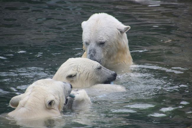 ―――――――――――<br />2016/07/13水　モスクワ動物園半日＆出国<br />・モスクワ動物園（10:05-13:20）<br />・ドモジェドボ空港17:15発JAL422便で出国<br />【機内泊】<br />2016/07/14木<br />成田空港第２ターミナル着<br />―――――――――――<br /><br />モスクワ動物園では、去年2015年７月の初訪問時に2014年11月生まれのホッキョクグマの双子の子グマに会えました。<br />もうそろそろ他の動物園に移動しているだろうと思っていたら、意外にもまだシモーナ母さんと同居していました！<br /><br />はじめ去年は空だった、狭い方の展示場に２頭いたので、シモーナ母さんと双子のどちらかと思ってしまいました。<br />それにしても１才半の子ぐまって、もうあんなに大きくなるんだ、と驚いていたら、どうやらそちらは、去年会えなかったウランゲリくんとムルマさんのようでした、はじめまして！<br /><br />ウランゲリくんは双子のお父さんです。<br />シモーナ母さん妊娠後は、ムルマさんとペアリングしていたようです。<br /><br />双子はだいぶ大きくなっていて、水中にいるときは、シモーナ母さんと大きさでは区別がつきませんでした。<br />でも、陸上に上がった子は、まだ一回り小さめの子グマでした。<br /><br />双子が男女であることは、ほぼ間違いないようで、去年もそうでしたか、性格の違いが行動によく出ていました。<br />１人遊びが好きな子の方がきっと女の子で、ママとずっと一緒にいたのが男の子ではないかと思います。<br />人間であれ動物であれ、世の男子はたいていマザコンじゃないですか？<br /><br />シモーナ母さんも、動物園のホッキョクグマらしく、とっても遊び好きだったので、ますます子供たちと区別がつきにくく、親子３頭で楽しいバトルを展開してくれました。<br /><br />30分は張り付いていましたが、もうそれでも時間が足らないくらいでした！<br /><br />＜2016年ロシア黄金の環めぐりの旅の簡易旅程一覧＞<br />2016/06/30木　職場から成田前泊<br />【成田泊：成田ゲートウェイホテル】<br />2016/07/01金　出国＆モスクワ到着＆駅前散策<br />【モスクワ泊：ヒルトン・レニングラーツカヤ・ホテル】<br />2016/07/02土　黄金の環の都市ロストフへ移動＆観光<br />【ロストフ泊：モスコスキー・トラクト・ホテル】<br />2016/07/03日　黄金の環の都市ヤロスラブリへ移動＆観光１日目<br />【ヤロスラブリ泊：パークイン・ラディッソン・ヤロスラブリ・ホテル】<br />2016/07/04月　黄金の環の都市コストロマへ移動＆観光<br />【コストロマ泊：スネグラーチカ・ホテル】<br />2016/07/05火　黄金の環の都市ヤロスラブリへ戻る＆観光２日目<br />【ヤロスラブリ泊：パークイン・ラディッソン・ヤロスラブリ・ホテル】<br />2016/07/06水　黄金の環の都市ウグリチ日帰り旅行<br />【ヤロスラブリ泊：パークイン・ラディッソン・ヤロスラブリ・ホテル】<br />2016/07/07木　イヴァノヴォへ移動＆パレフ・エクスカーション<br />【イヴァノヴォ泊：ソユーズ・ホテル】<br />2016/07/08金　プリョスへ移動＆観光<br />【プリョス泊：ヴィラ・フォルテツィア】<br />2016/07/09土　プリョス観光２日目＆イヴァノヴォに戻る<br />【イヴァノヴォ泊：ソユーズ・ホテル】<br />2016/07/10日　黄金の環の都市スズダリへ移動＆観光<br />【スズダリ泊：ニコラエフスキー・ポサド・ホテル】<br />2016/07/11月　黄金の環の都市スズダリ観光２日目<br />【スズダリ泊：ニコラエフスキー・ポサド・ホテル】<br />2016/07/12火　黄金の環の都市ウラジミール観光の後、モスクワへ戻る<br />【モスクワ泊：パヴェレツカヤ・プローシャチ・ホテル】<br />2016/07/13水　モスクワ動物園半日＆出国★<br />【機内泊】<br />2016/07/14木　帰国<br /><br />※この旅行記の対象の日に★印をつけました。<br /><br />詳細旅程はもう１つのブログ「まみ’s Travel Diarty」<br />（http://mami1.cocolog-nifty.com/）<br />に掲載予定。<br /><br />＜モスクワ動物園・再訪編の旅行記のシリーズ構成＞<br />□（１）レッサーパンダは男女いた！〜手強かった真っ白白ちゃんも今回はお顔もバッチリ拝めた@<br />■（２）ホッキョクグマ特集：初めて会うウランゲリとムルマ＆遊び盛りのシモーナ母さんと双子ちゃん、全員集合！<br />□（３）ホッキョクギツネに会えた！〜子ヒツジの赤ちゃんや子ゾウたちから黒豹・チーター・ホワイトタイガー・ヤマネコなどその他の動物たち<br /><br />モスクワ動物園の公式サイト（英語版あり）<br />http://moscowzoo.su/<br /><br />※去年2015年のモスクワ動物園のホッキョクグマ旅行記<br />「ゆったり楽しもうロシア再訪2015年─モスクワとカザン─【第９日目＆第10日目：モスクワ動物園】（２）楽しみにしていたホッキョクグマ〜シモーナ母さんとやんちゃ盛りの双子の子グマたち・１日目」<br />http://4travel.jp/travelogue/11032558<br />「ゆったり楽しもうロシア再訪2015年─モスクワとカザン─【第９日目＆第10日目：モスクワ動物園】（３）親子の絡みが多く見られたホッキョクグマ・２日目＆粘り勝ちでおやつタイムに顔を拝められたレッサーパンダの真っ白白ちゃん」<br />http://4travel.jp/travelogue/11034944<br /><br />※これまでの動物旅行記の目次を作成済。随時更新中。<br />「動物／動物園と水族館の旅行記〜レッサーパンダ大好き〜　目次」<br />http://4travel.jp/travelogue/10744070<br />