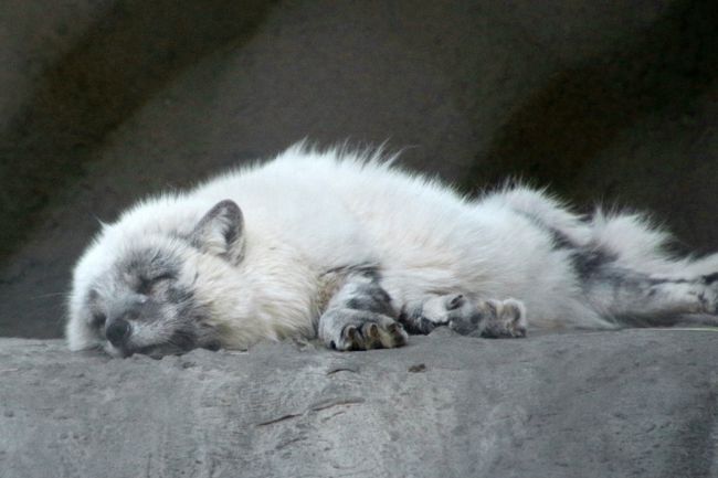 ―――――――――――<br />2016/07/13水 モスクワ動物園半日&出国<br />・モスクワ動物園(10:05-13:20)<br />・ドモジェドボ空港17:15発JAL422便で出国<br />【機内泊】<br />2016/07/14木<br />成田空港第2ターミナル着<br />―――――――――――<br /><br />見学時間が半日でなければ、もっとたくさんの動物が見られたでしょう、モスクワ動物園!<br />去年2015年7月の発訪問のときに改修工事中だったアフリカ・エリアの工事が完了して、すべてが公開されていましたから。<br />でも、時間が足らなくて、見に行けませんでした。<br />モンキー館も子供動物園も足を運べませんでした。<br />鳥類はあきらめてスルーしました。<br />マレーグマは見当たらなかったのは残念!<br /><br />それでも、元気な子ゾウちゃんたちは見られましたし、お父さん似でお母さんにちっとも似ていない子ヒツジたちも、とっても可愛らしかったです。<br /><br />なんといっても、去年会えなかった、ホッキョクグマの顔が拝めたのは快挙でした!<br />ぐっすり寝てましたけど@<br /><br />ゾウ館には、ケープハイラックスがいましたし、まだまだ見ていないエリアがありそうでした。<br />今回は時間がないので、レッサーパンダとホッキョクグマ以外は、会えても写真は撮れそうにない子の撮影は粘れませんでした。<br /><br />モスクワ動物園は、決してあなどってはいなかったけれど、あなどりがたし!<br />また行きたいくらいです。<br /><br /><2016年ロシア黄金の環めぐりの旅の簡易旅程一覧><br />2016/06/30木 職場から成田前泊<br />【成田泊:成田ゲートウェイホテル】<br />2016/07/01金 出国&モスクワ到着&駅前散策<br />【モスクワ泊:ヒルトン・レニングラーツカヤ・ホテル】<br />2016/07/02土 黄金の環の都市ロストフへ移動&観光<br />【ロストフ泊:モスコスキー・トラクト・ホテル】<br />2016/07/03日 黄金の環の都市ヤロスラブリへ移動&観光1日目<br />【ヤロスラブリ泊:パークイン・ラディッソン・ヤロスラブリ・ホテル】<br />2016/07/04月 黄金の環の都市コストロマへ移動&観光<br />【コストロマ泊:スネグラーチカ・ホテル】<br />2016/07/05火 黄金の環の都市ヤロスラブリへ戻る&観光2日目<br />【ヤロスラブリ泊:パークイン・ラディッソン・ヤロスラブリ・ホテル】<br />2016/07/06水 黄金の環の都市ウグリチ日帰り旅行<br />【ヤロスラブリ泊:パークイン・ラディッソン・ヤロスラブリ・ホテル】<br />2016/07/07木 イヴァノヴォへ移動&パレフ・エクスカーション<br />【イヴァノヴォ泊:ソユーズ・ホテル】<br />2016/07/08金 プリョスへ移動&観光<br />【プリョス泊:ヴィラ・フォルテツィア】<br />2016/07/09土 プリョス観光2日目&イヴァノヴォに戻る<br />【イヴァノヴォ泊:ソユーズ・ホテル】<br />2016/07/10日 黄金の環の都市スズダリへ移動&観光<br />【スズダリ泊:ニコラエフスキー・ポサド・ホテル】<br />2016/07/11月 黄金の環の都市スズダリ観光2日目<br />【スズダリ泊:ニコラエフスキー・ポサド・ホテル】<br />2016/07/12火 黄金の環の都市ウラジミール観光の後、モスクワへ戻る<br />【モスクワ泊:パヴェレツカヤ・プローシャチ・ホテル】<br />2016/07/13水 モスクワ動物園半日&出国★<br />【機内泊】<br />2016/07/14木 帰国<br /><br />※この旅行記の対象の日に★印をつけました。<br /><br />詳細旅程はもう1つのブログ「まみ’s Travel Diarty」<br />(http://mami1.cocolog-nifty.com/)<br />に掲載予定。<br /><br /><モスクワ動物園・再訪編の旅行記のシリーズ構成><br />□(1)レッサーパンダは男女いた!~手強かった真っ白白ちゃんも今回はお顔もバッチリ拝めた@<br />□(2)ホッキョクグマ特集:初めて会うウランゲリとムルマ&遊び盛りのシモーナ母さんと双子ちゃん、全員集合!<br />■(3)ホッキョクギツネに会えた!~子ヒツジの赤ちゃんや子ゾウたちから黒豹・チーター・ホワイトタイガー・ヤマネコなどその他の動物たち<br /><br />モスクワ動物園の公式サイト(英語版あり)<br />http://moscowzoo.su/<br /><br />※去年2015年のモスクワ動物園のさまざまな動物旅行記<br />「ゆったり楽しもうロシア再訪2015年─モスクワとカザン─【第9日目&第10日目:モスクワ動物園】(4)その他の動物たち・前編~夕方バックヤードに収容された動物もたくさんいたわりには20時までいろんな動物が見られたし、動物の子供もたくさん!」<br />http://4travel.jp/travelogue/11034948<br />「ゆったり楽しもうロシア再訪2015年─モスクワとカザン─【第9日目&第10日目:モスクワ動物園】(5)その他の動物たち・その2~1日目のつづき&1日目に会えなかった子たちに会えた2日目~妙に可愛らしかったナマケグマやピューマなど」<br />http://4travel.jp/travelogue/11034951<br /><br />※これまでの動物旅行記の目次を作成済。随時更新中。<br />「動物/動物園と水族館の旅行記~レッサーパンダ大好き~ 目次」<br />http://4travel.jp/travelogue/10744070<br />