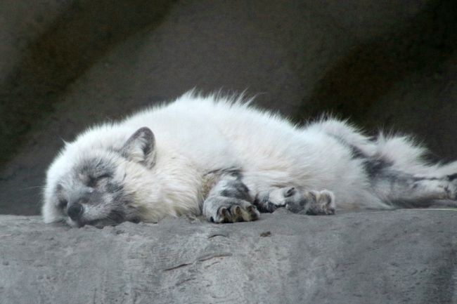 2016年ロシア黄金の環めぐりの旅【第13日目：モスクワ動物園】（３）ホッキョクギツネに会えた！～子ヒツジの赤ちゃんや子ゾウたちから黒豹・チーター・ホワイトタイガー・ヤマネコなどその他の動物たち