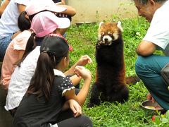 夏のレッサーパンダ紀行【６】 千葉市動物公園　可愛らしく成長したゆう＆ゆい姉妹の識別できず（苦笑）＆楽しいクウタ君のサマースクール！！