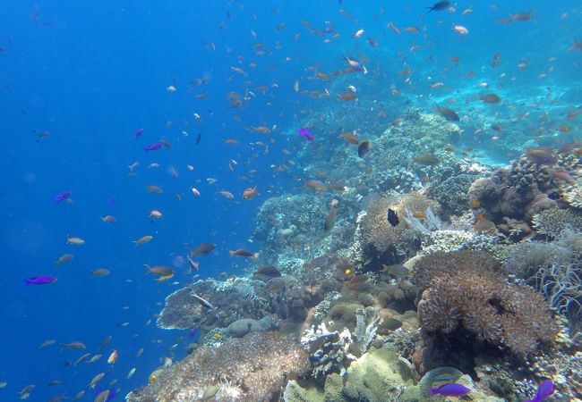 ボホール島の旅（４）～バリカサグ島３日目～