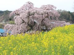 2016年4月　福島県内の桜の名所を巡る。【三春滝桜（昼）・霞ヶ城公園・花見山公園・合戦場のしだれ桜・三春滝桜（夜）】