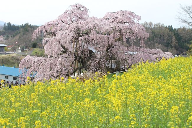 花見を近場にいくことや、仕事の移動で桜の名所を通ることはありますが、花見をしに旅行という体験から少し遠ざかっていたので日帰りですが、福島へ花見にでかけました。<br /><br />訪問した場所と順番は以下の通りです。<br />①三春滝桜（昼）<br />②霞ヶ城公園<br />③花見山公園<br />④合戦場のしだれ桜<br />⑤三春滝桜（夜）<br /><br />