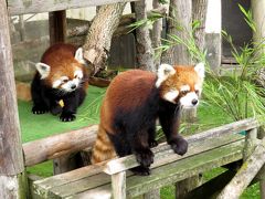 夏のレッサーパンダ紀行【７】 釧路市動物園　シンゲン君とキンちゃん同居開始！！ 美美君とコーアイちゃんは再同居に向けてのお見合い開始です！！　