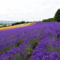 ファーム富田”彩りの畑”へ一泊二日の旅