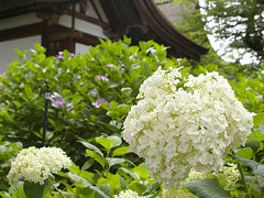 大阪京都 縁切り詣での旅・2 ～紫陽花と安井金毘羅宮